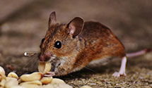 24 Hour & Emergency Exterminators in Vandalia, OH